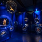 Il suggestivo allestimento della sala dedicata al movimento degli organismi nell’acqua